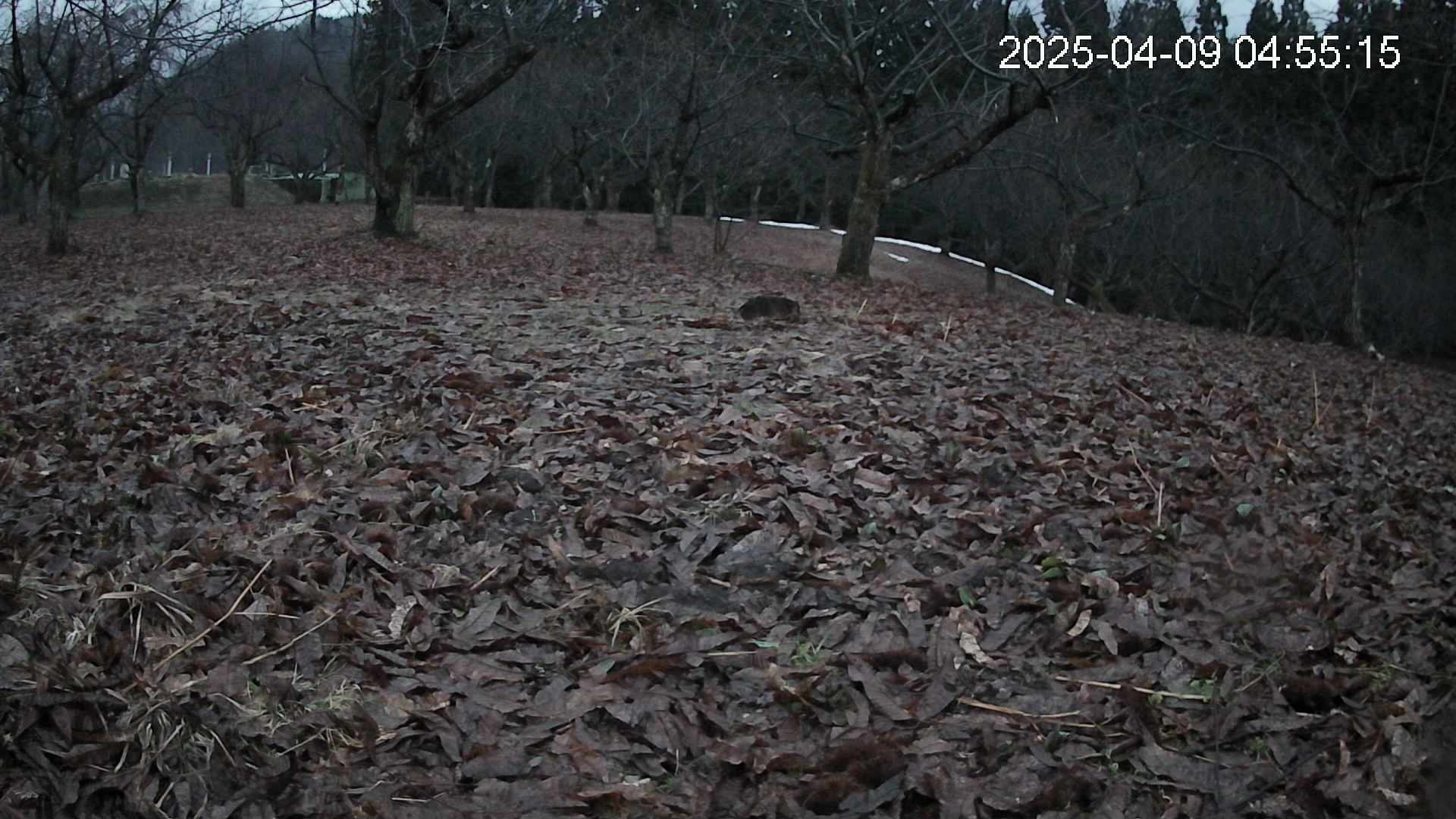 katakuri1-20250409045517.jpg