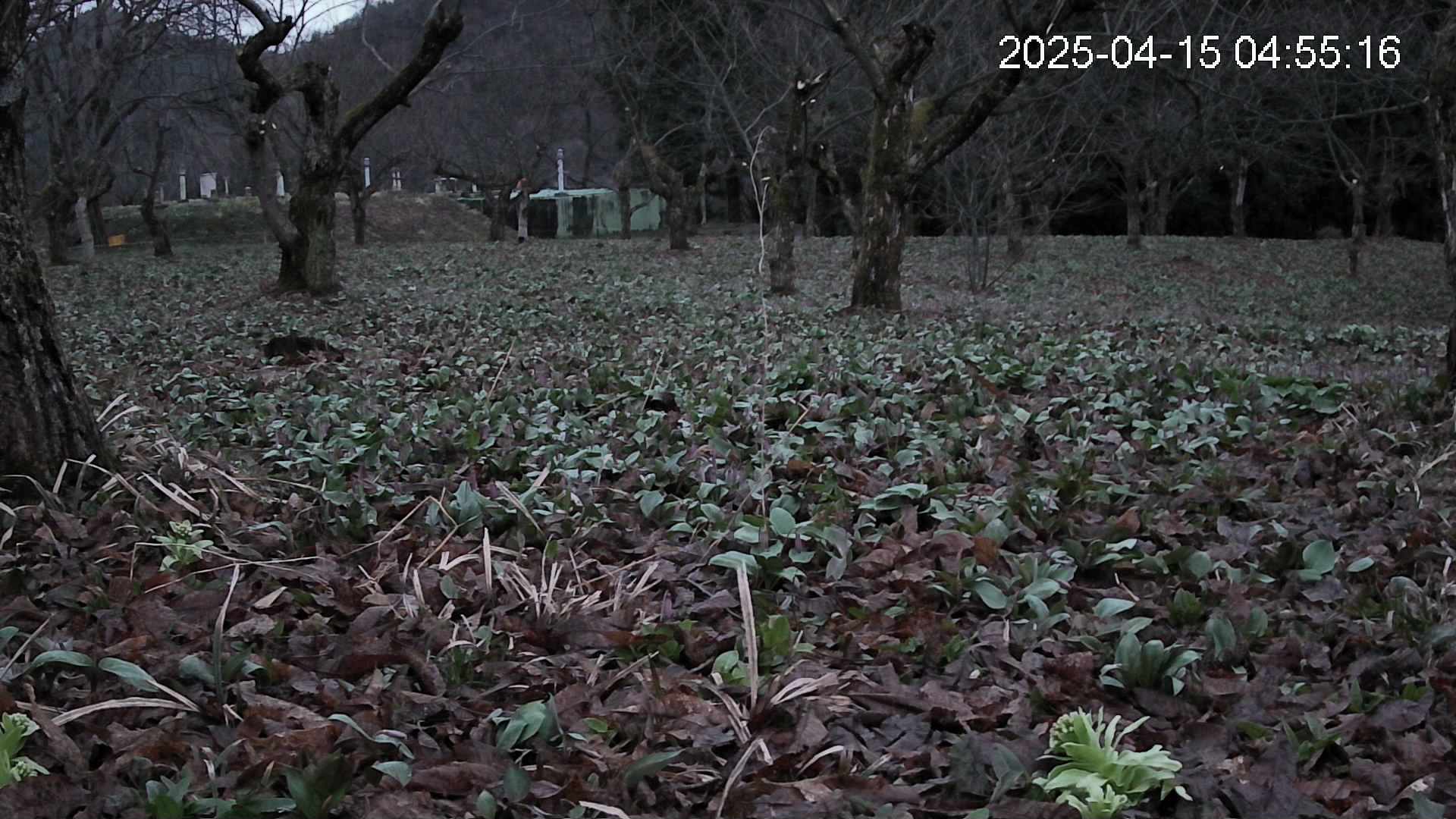 katakuri1-20250415045518.jpg