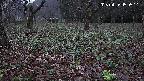 katakuri1-20250415050518.jpg