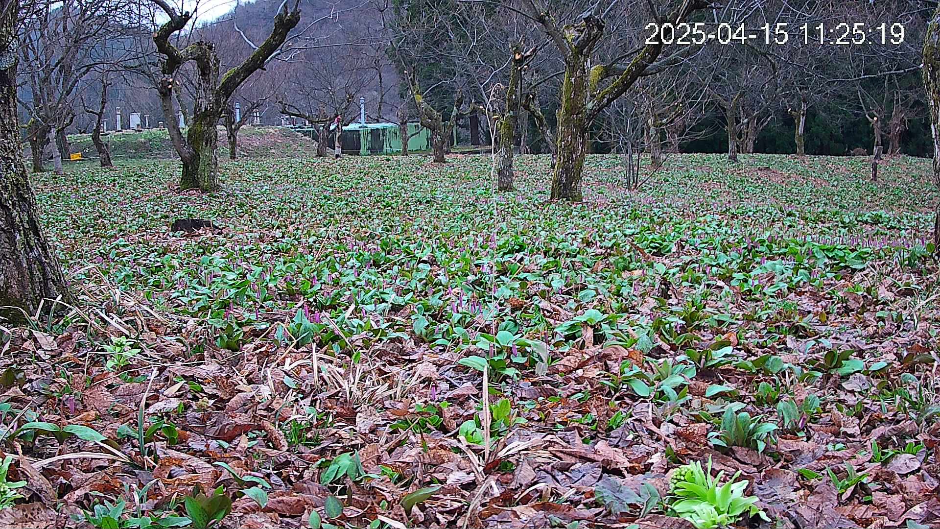 katakuri1-20250415112524.jpg