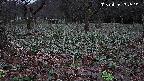 katakuri1-20250415182519.jpg