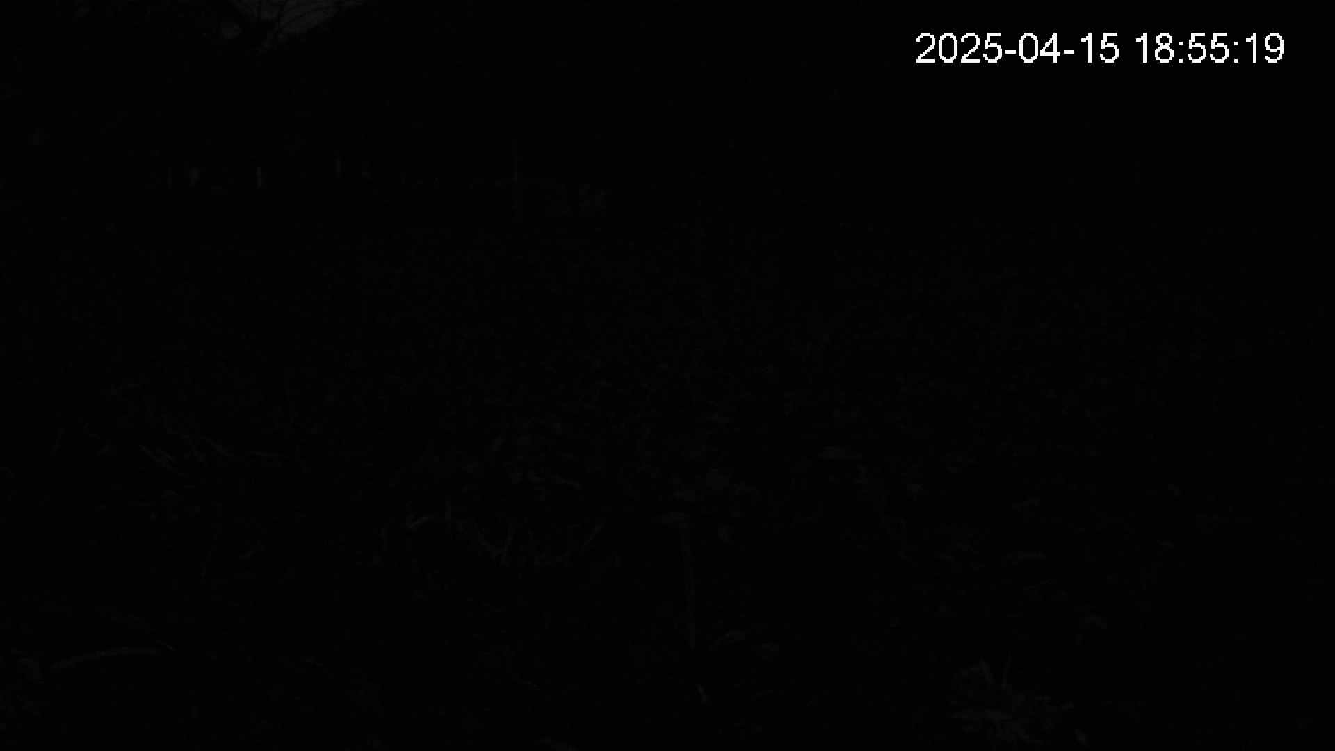 katakuri1-20250415185519.jpg