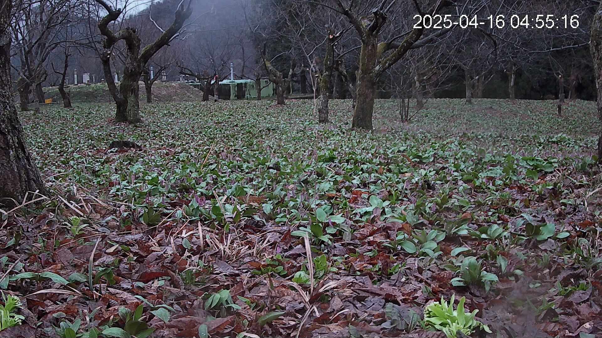 katakuri1-20250416045518.jpg