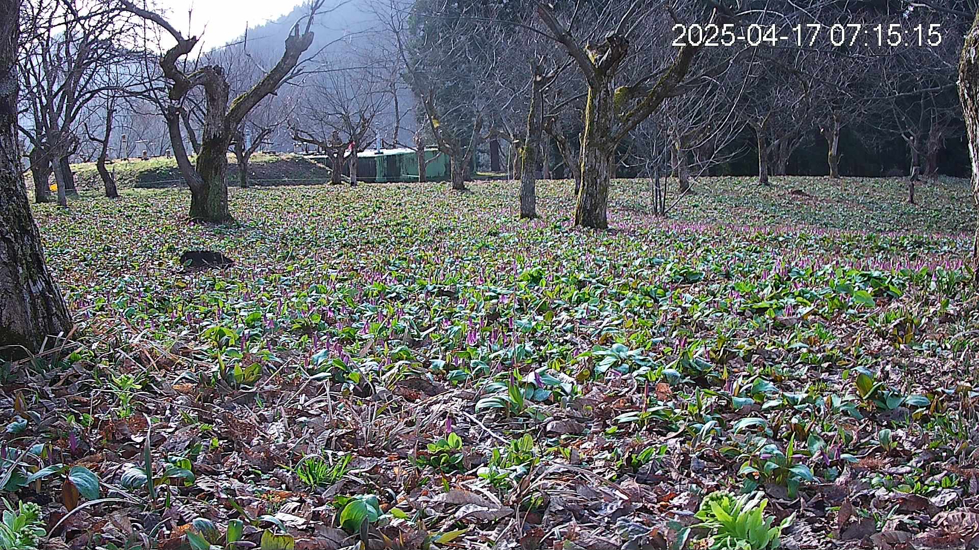 katakuri1-20250417071912.jpg