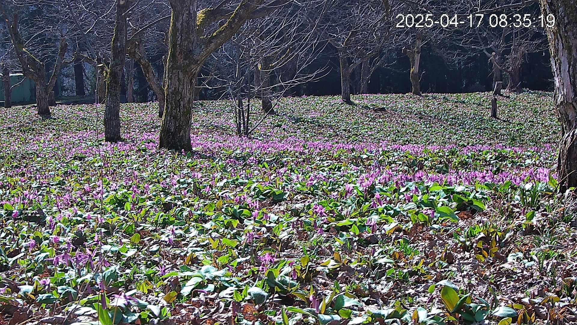 katakuri1-20250417083805.jpg