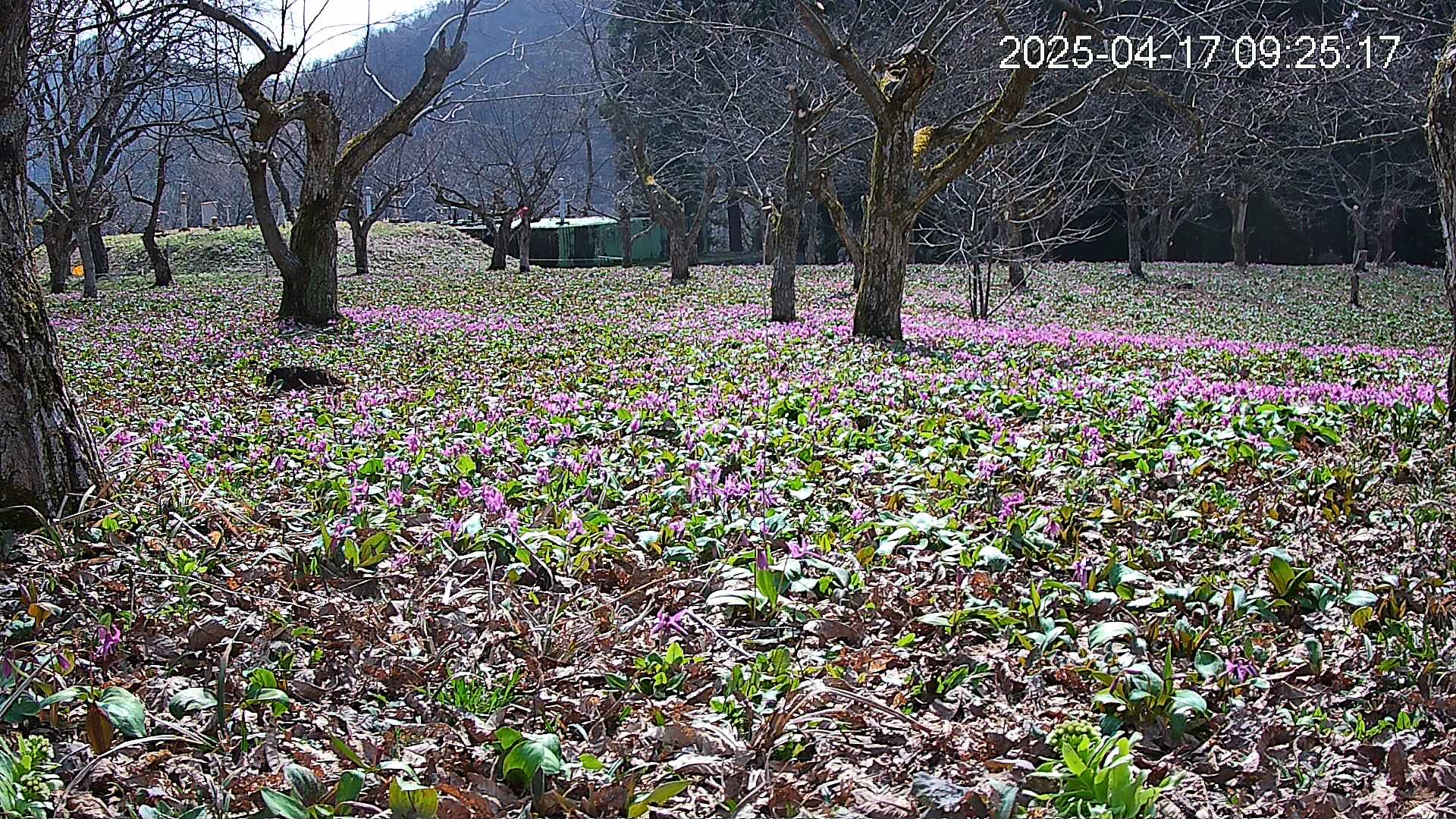 katakuri1-20250417092707.jpg