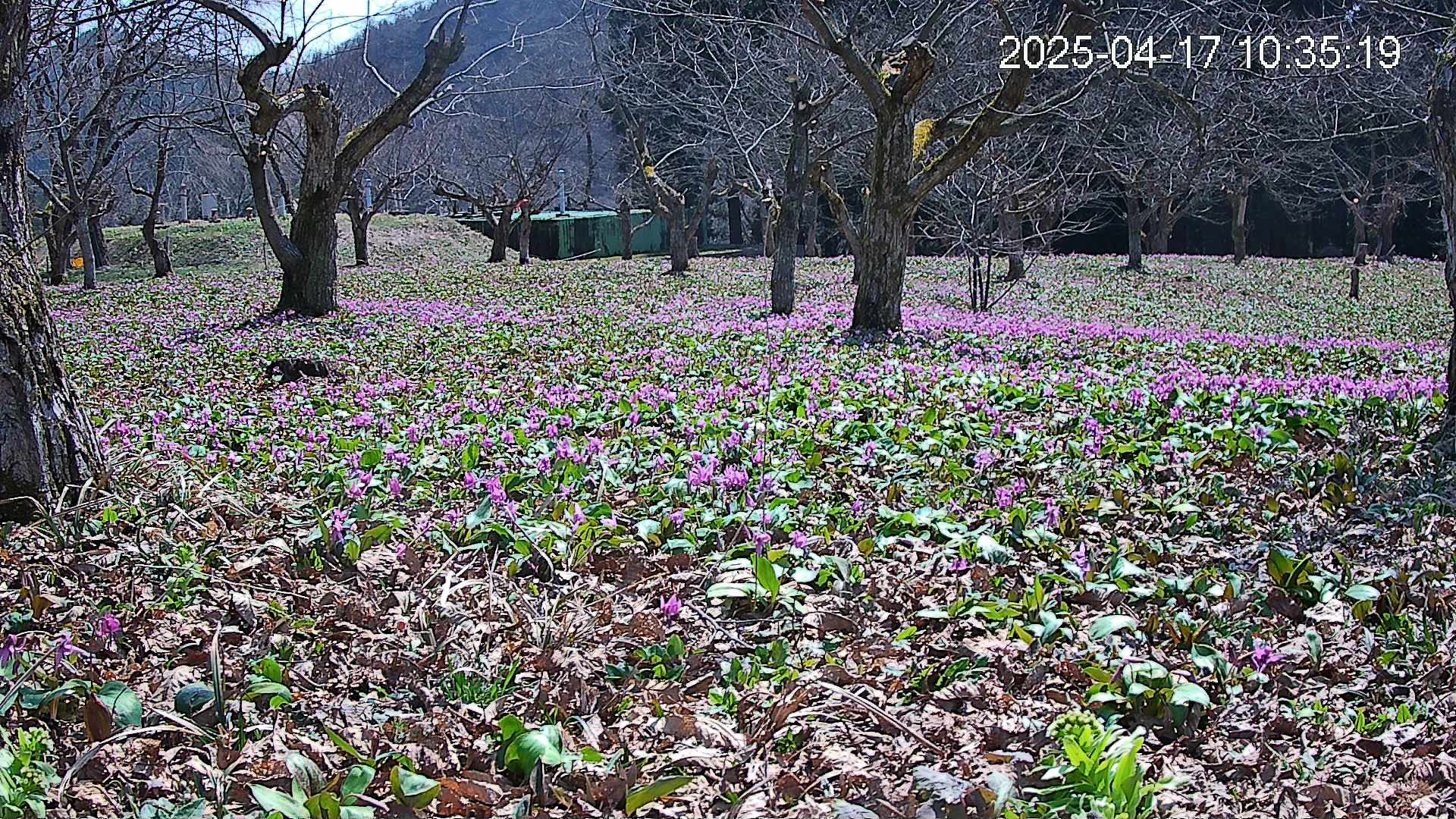 katakuri1-20250417103816.jpg