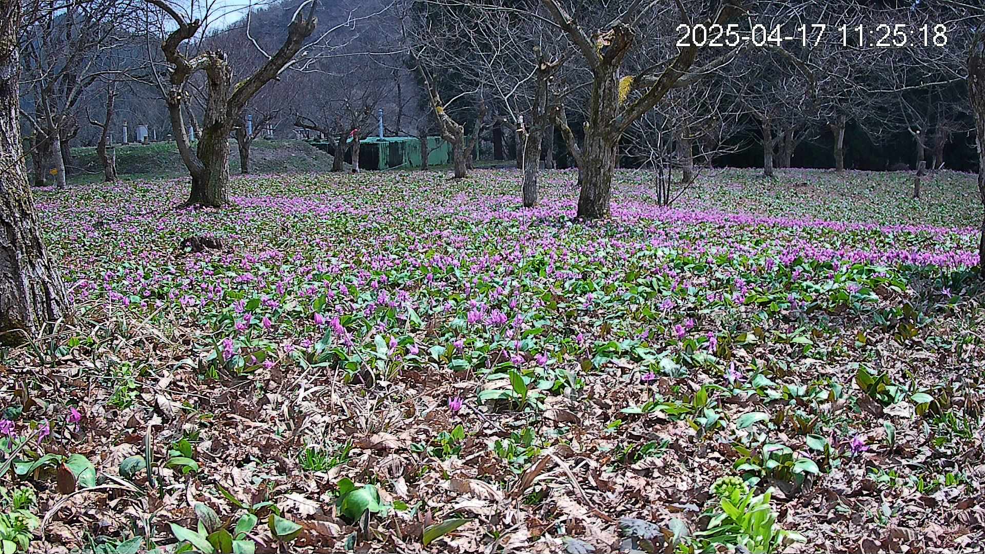 katakuri1-20250417112835.jpg