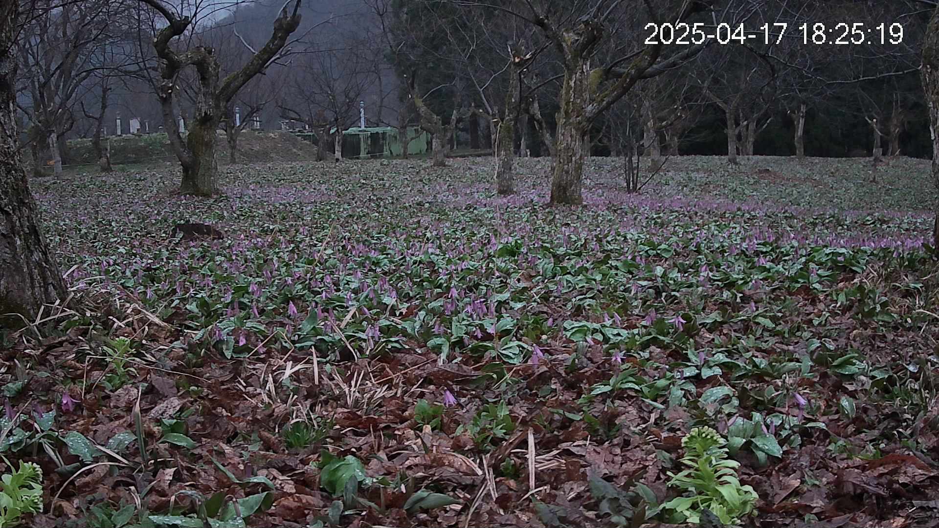 katakuri1-20250417182555.jpg