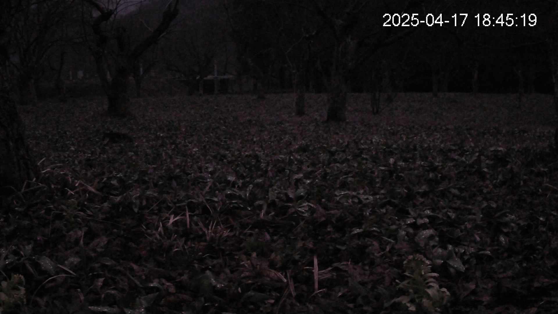 katakuri1-20250417184531.jpg