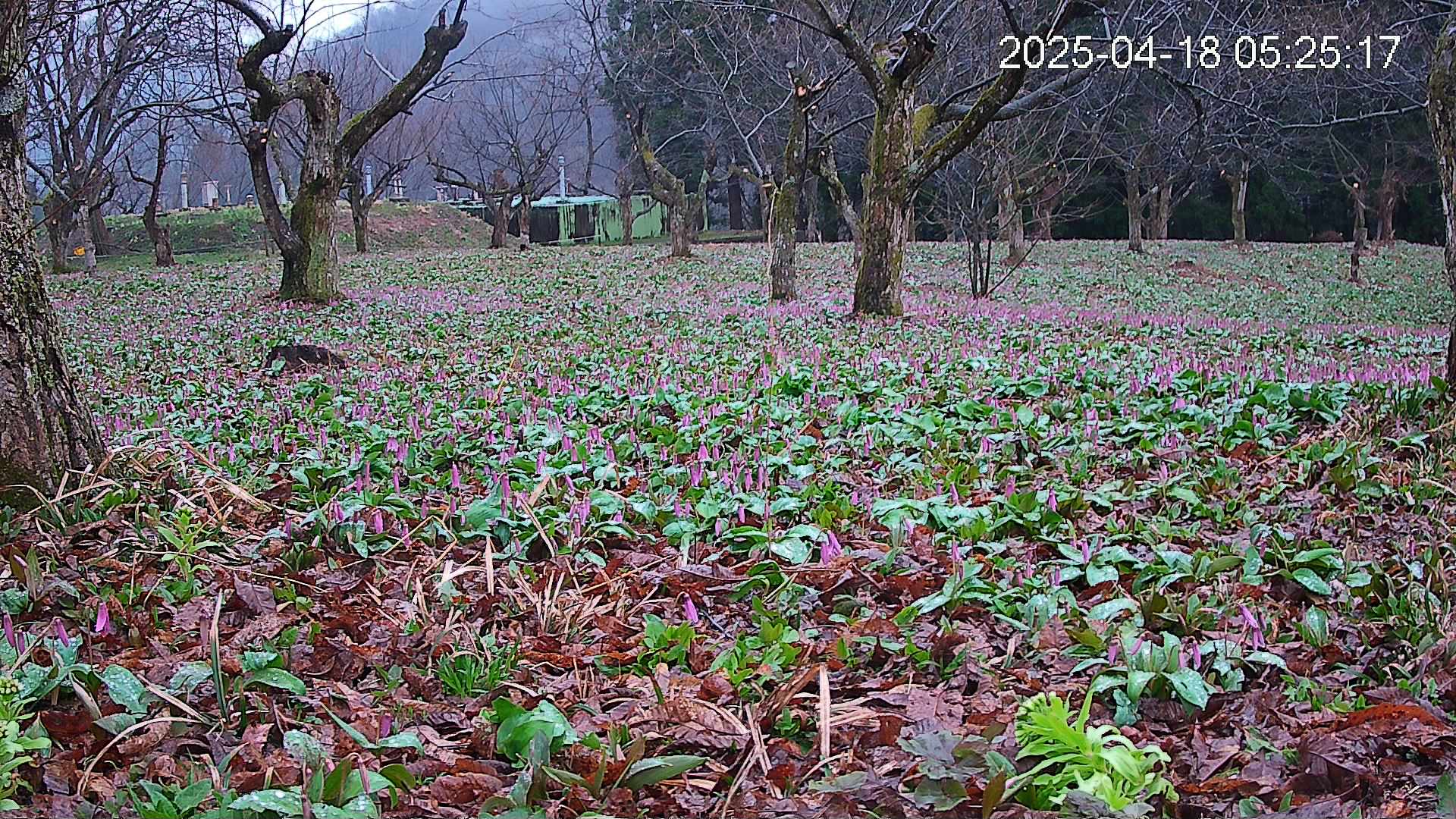 katakuri1-20250418052612.jpg