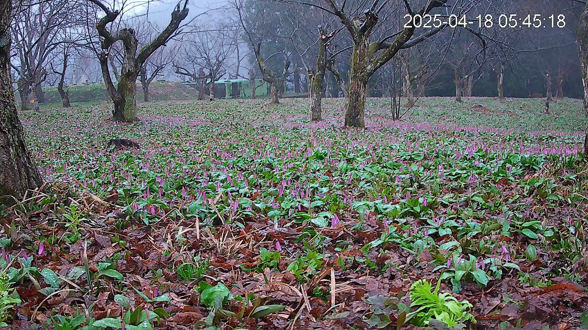katakuri1-20250418054618.jpg