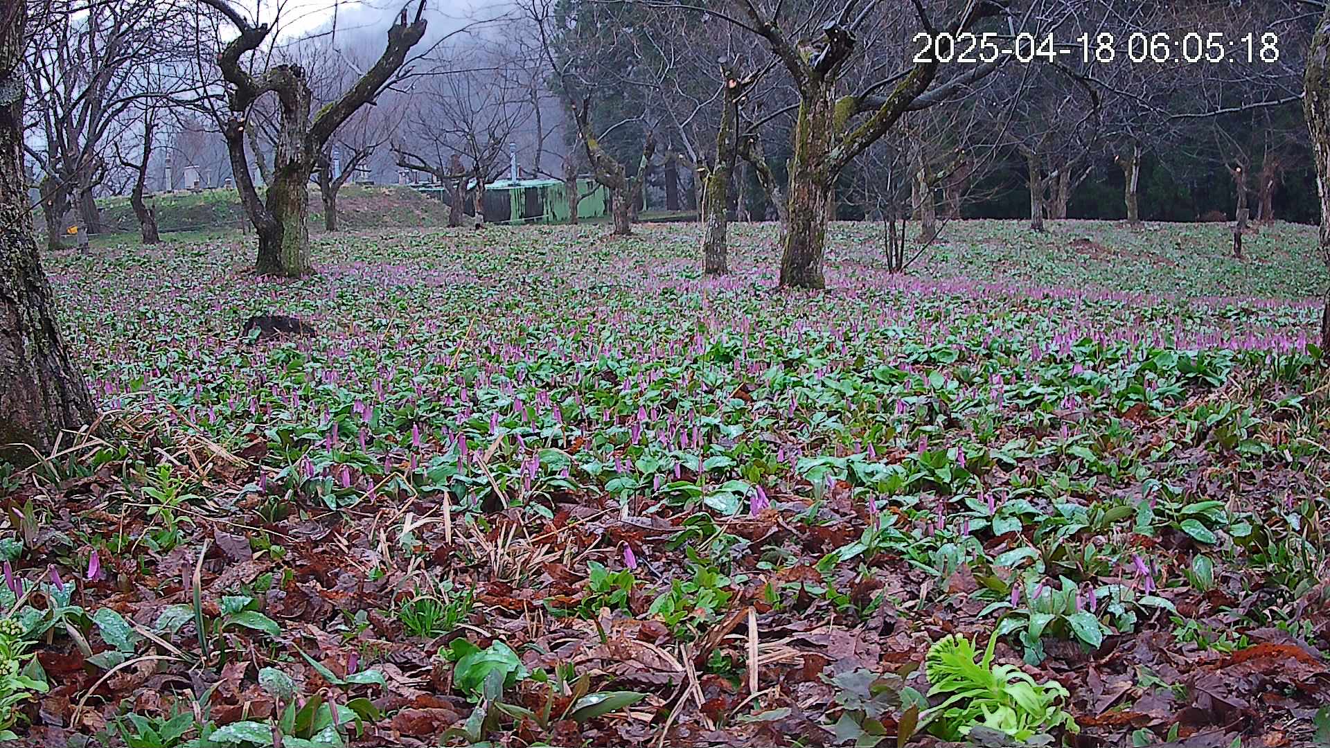 katakuri1-20250418060616.jpg