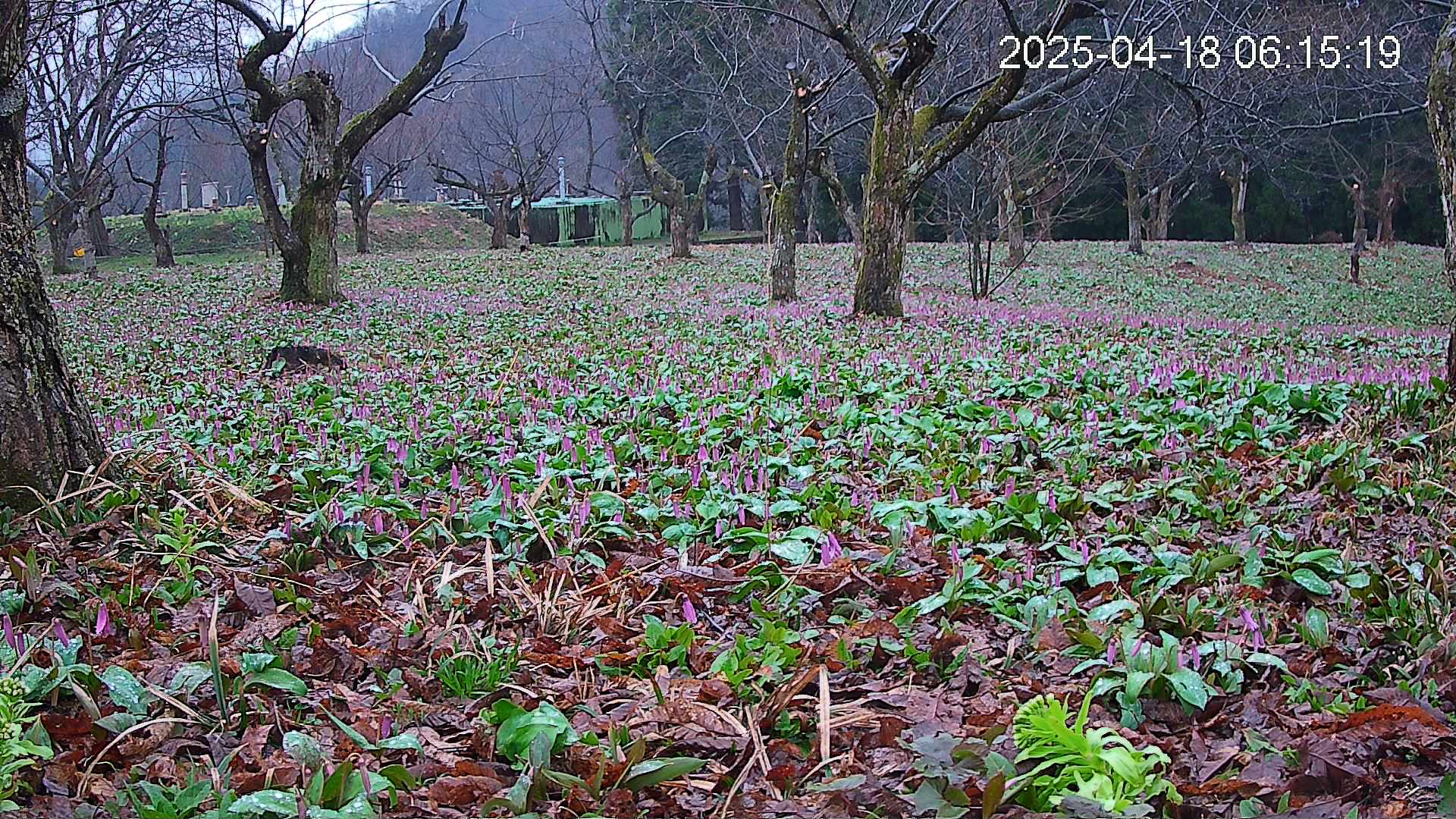 katakuri1-20250418061620.jpg
