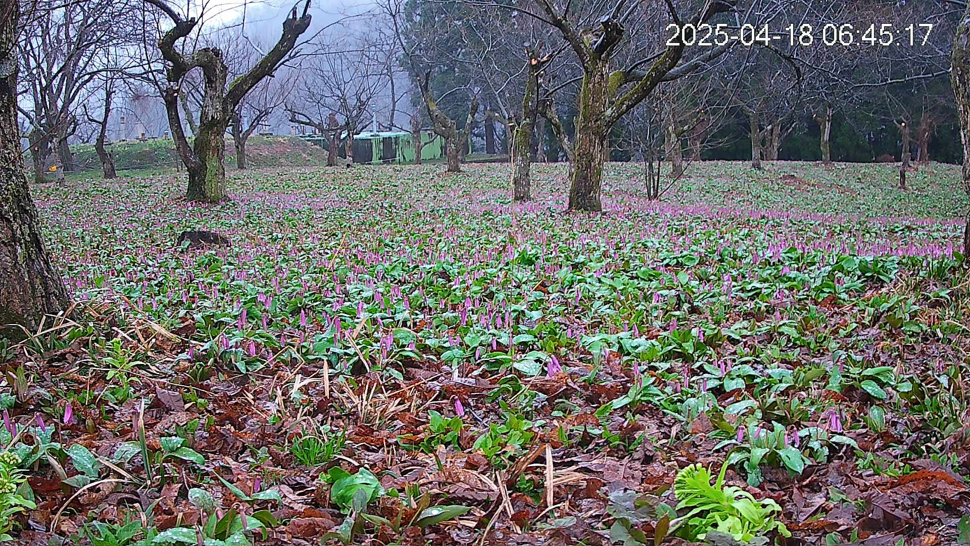 katakuri1-20250418064622.jpg