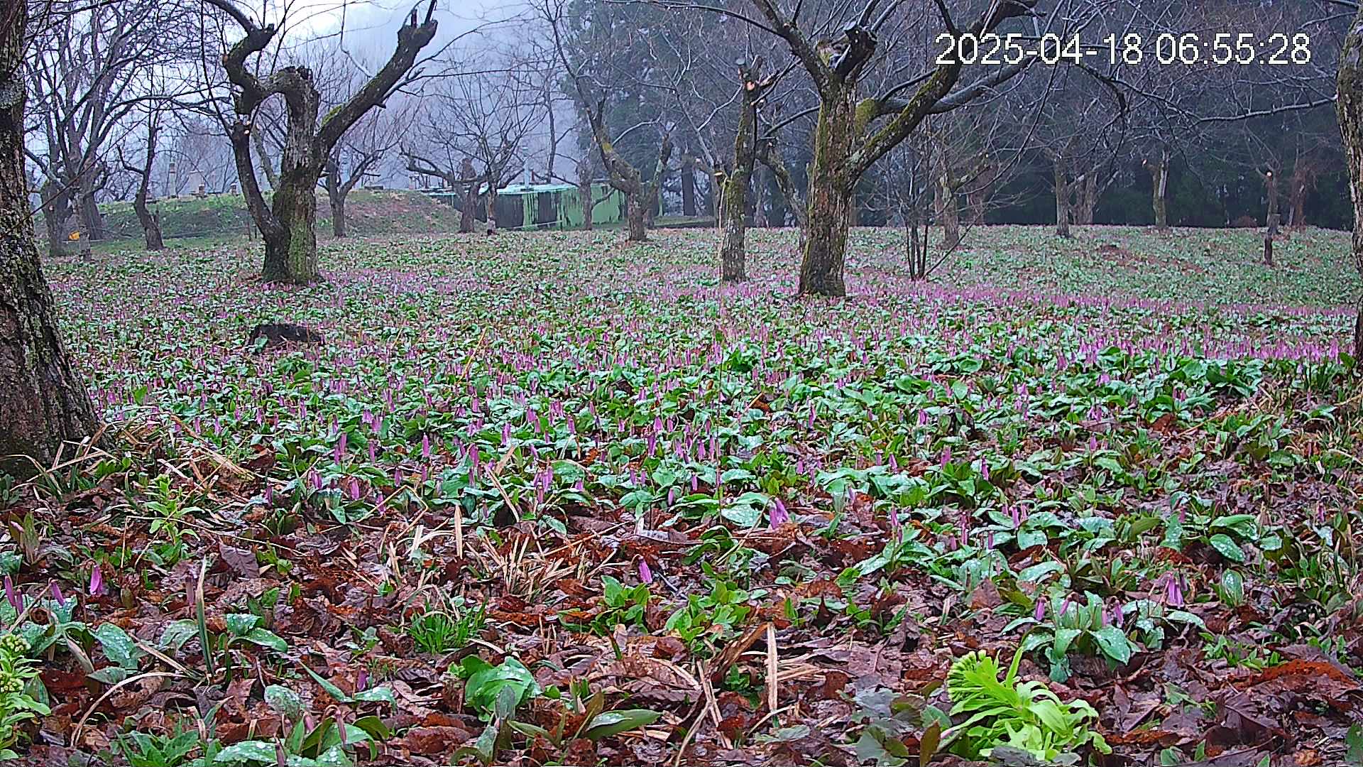 katakuri1-20250418065724.jpg