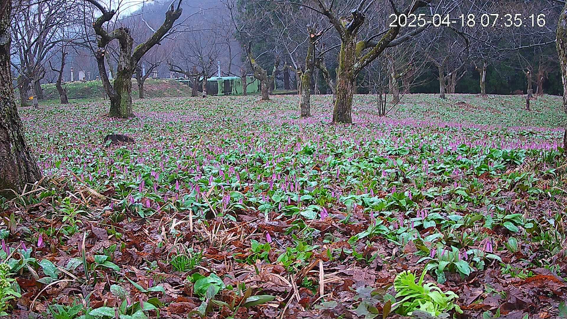 katakuri1-20250418073635.jpg