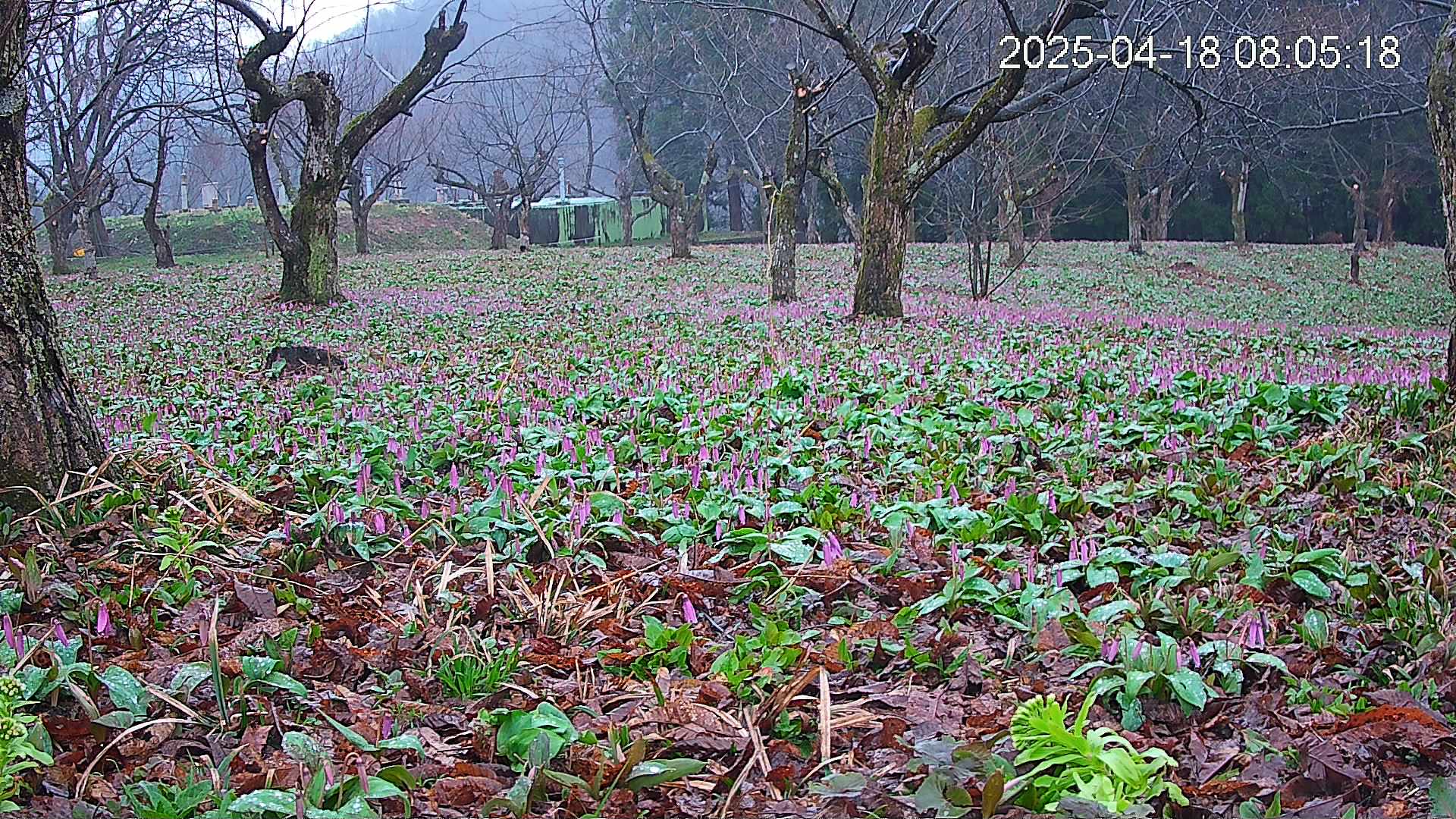 katakuri1-20250418080619.jpg
