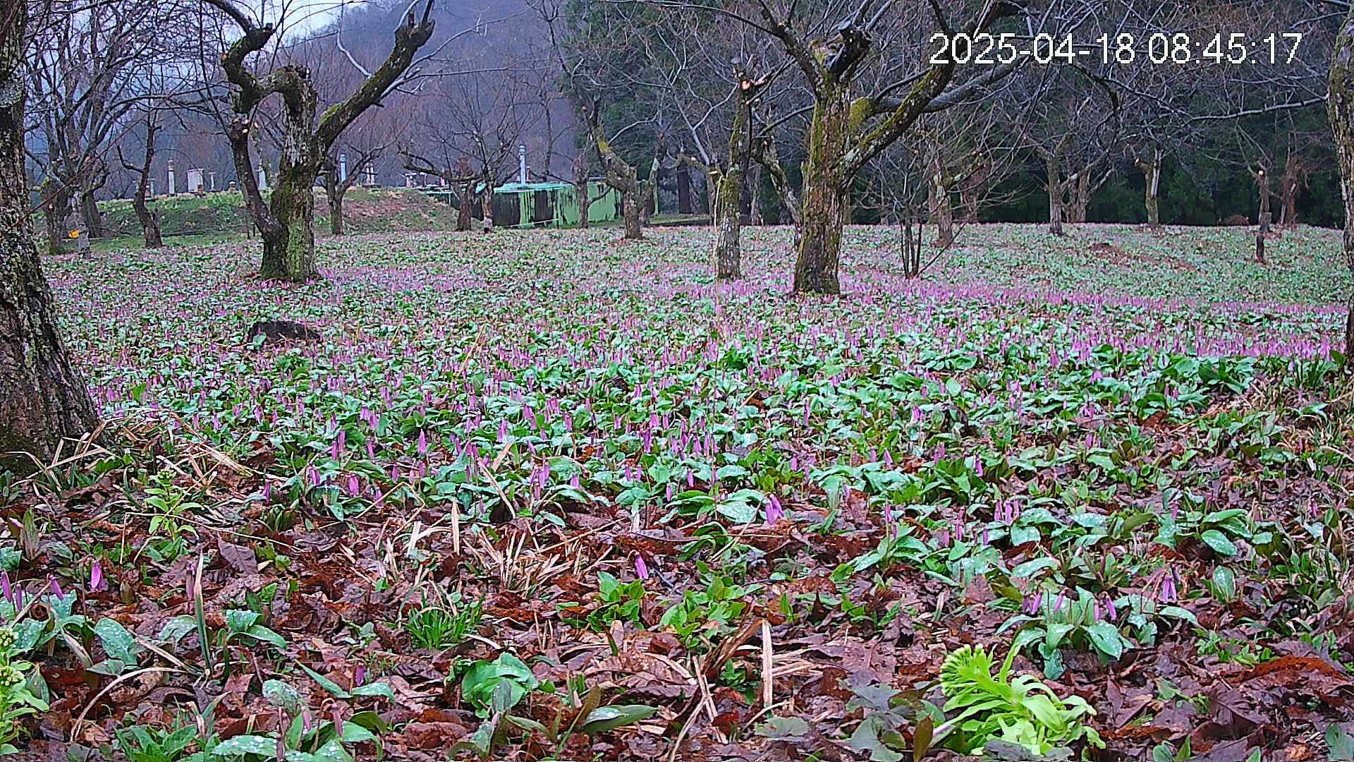 katakuri1-20250418084618.jpg