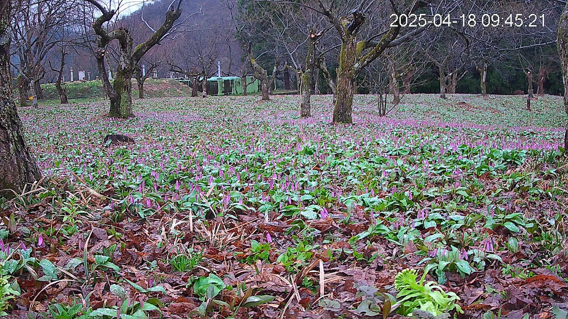 katakuri1-20250418094624.jpg