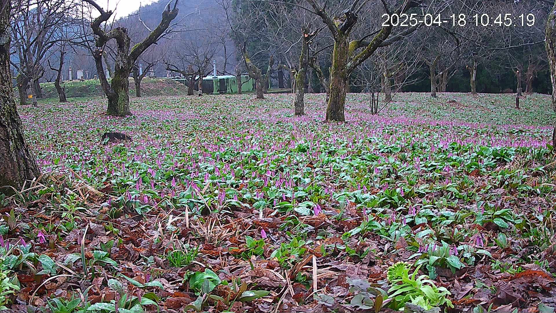 katakuri1-20250418104621.jpg