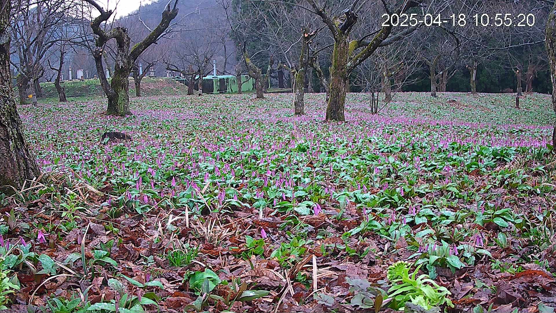katakuri1-20250418105623.jpg