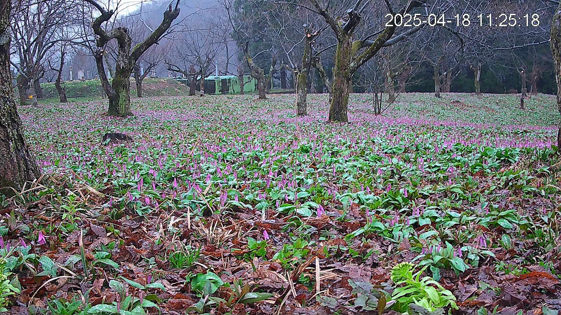 katakuri1-20250418112624.jpg