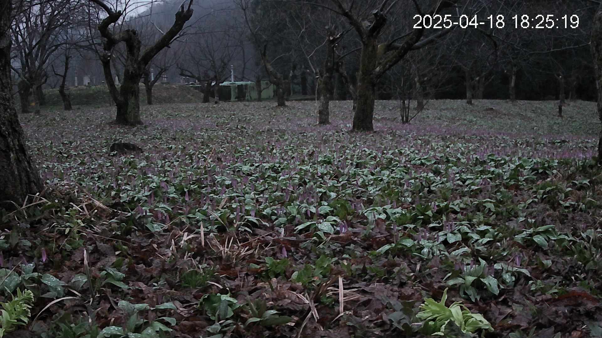 katakuri1-20250418182546.jpg