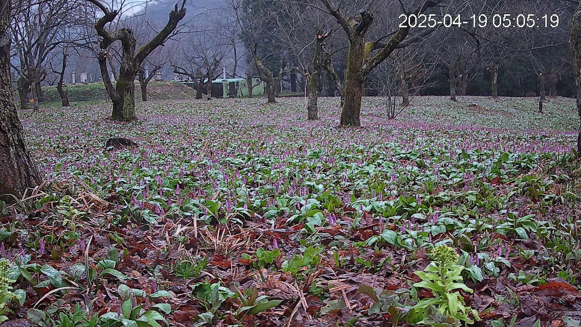 katakuri1-20250419050606.jpg