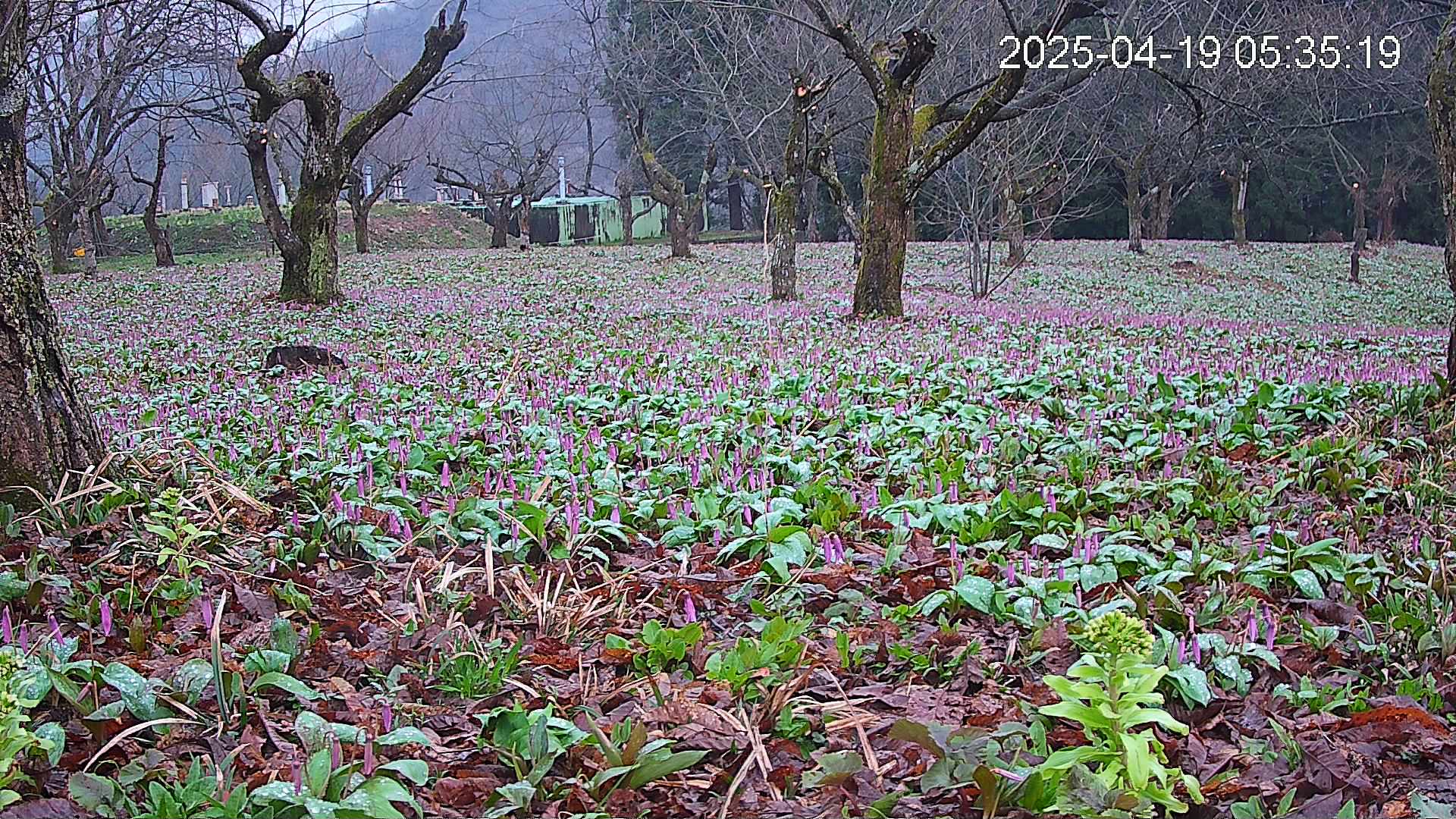 katakuri1-20250419053619.jpg