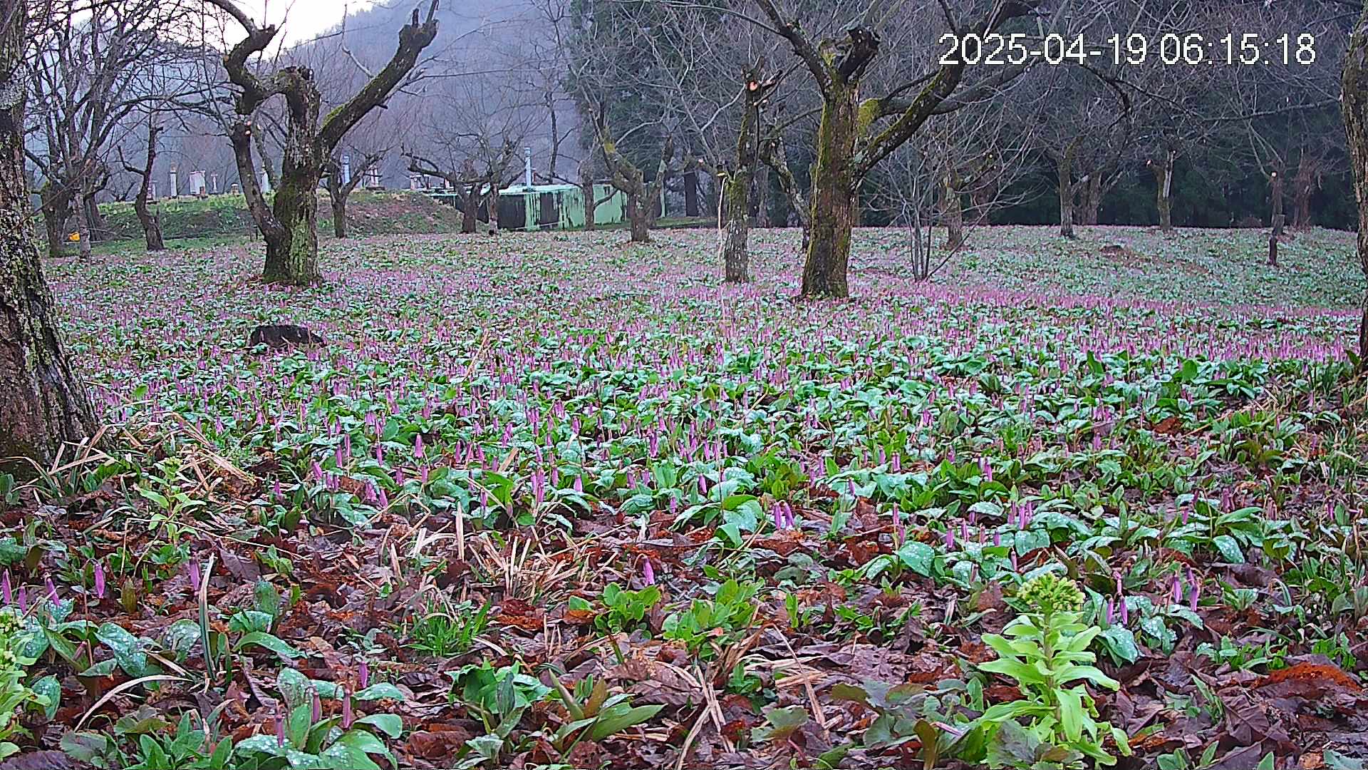 katakuri1-20250419061616.jpg