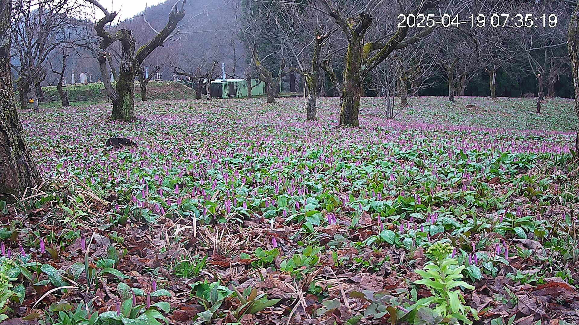 katakuri1-20250419073618.jpg