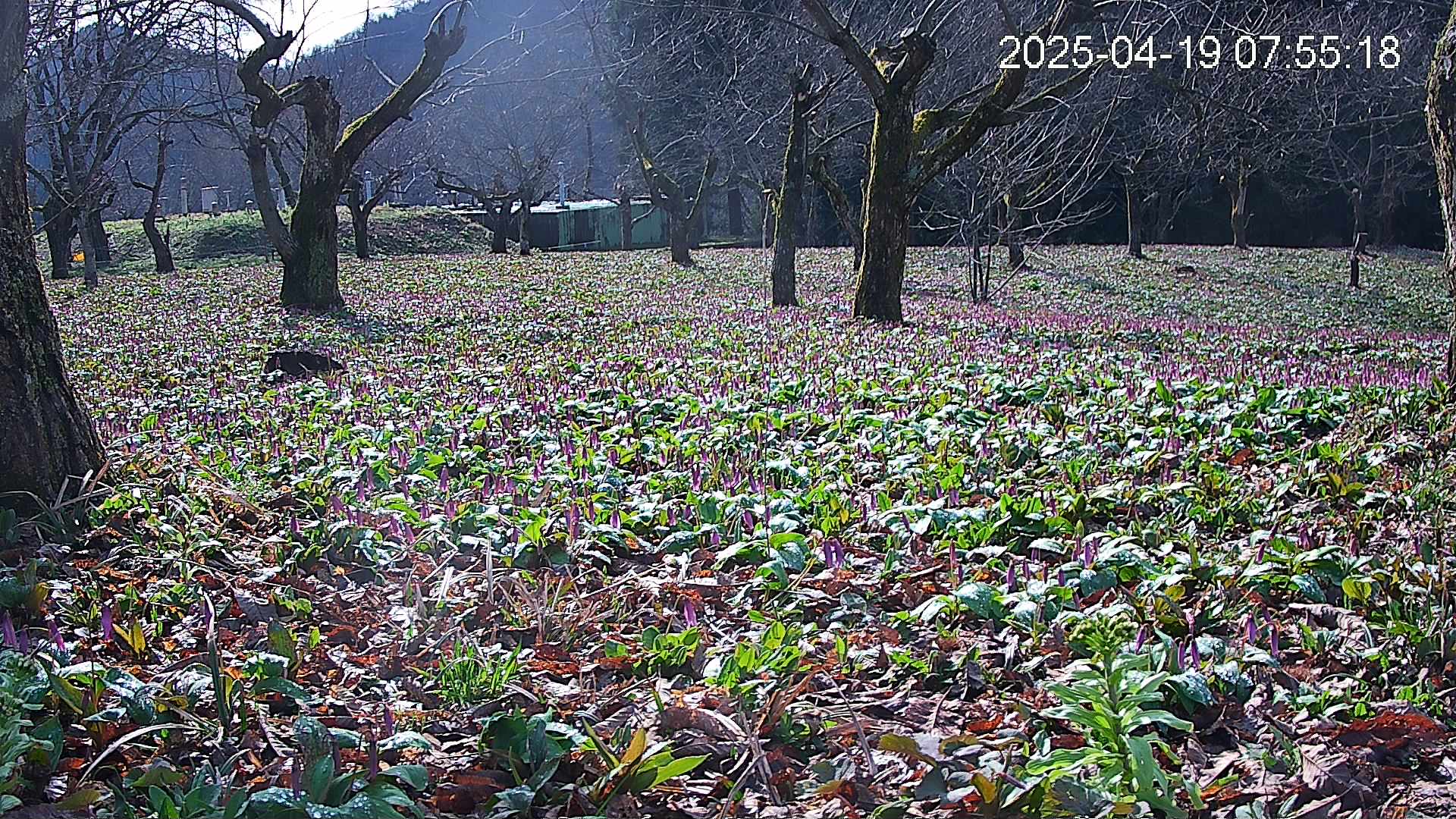 katakuri1-20250419075623.jpg