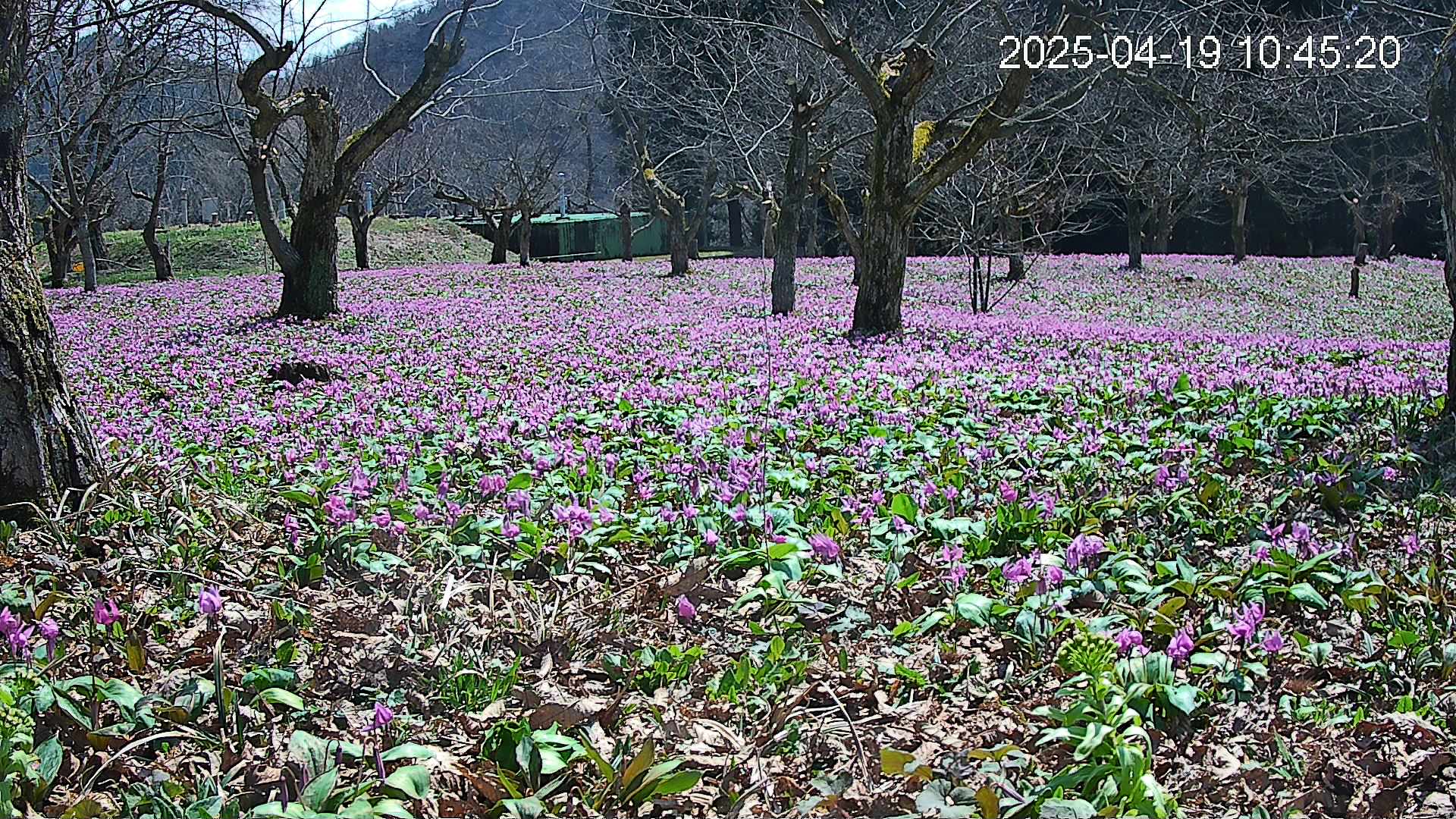 katakuri1-20250419104831.jpg