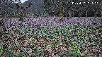 katakuri1-20250419181607.jpg