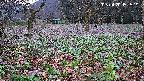 katakuri1-20250420051613.jpg