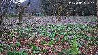 katakuri1-20250420053612.jpg