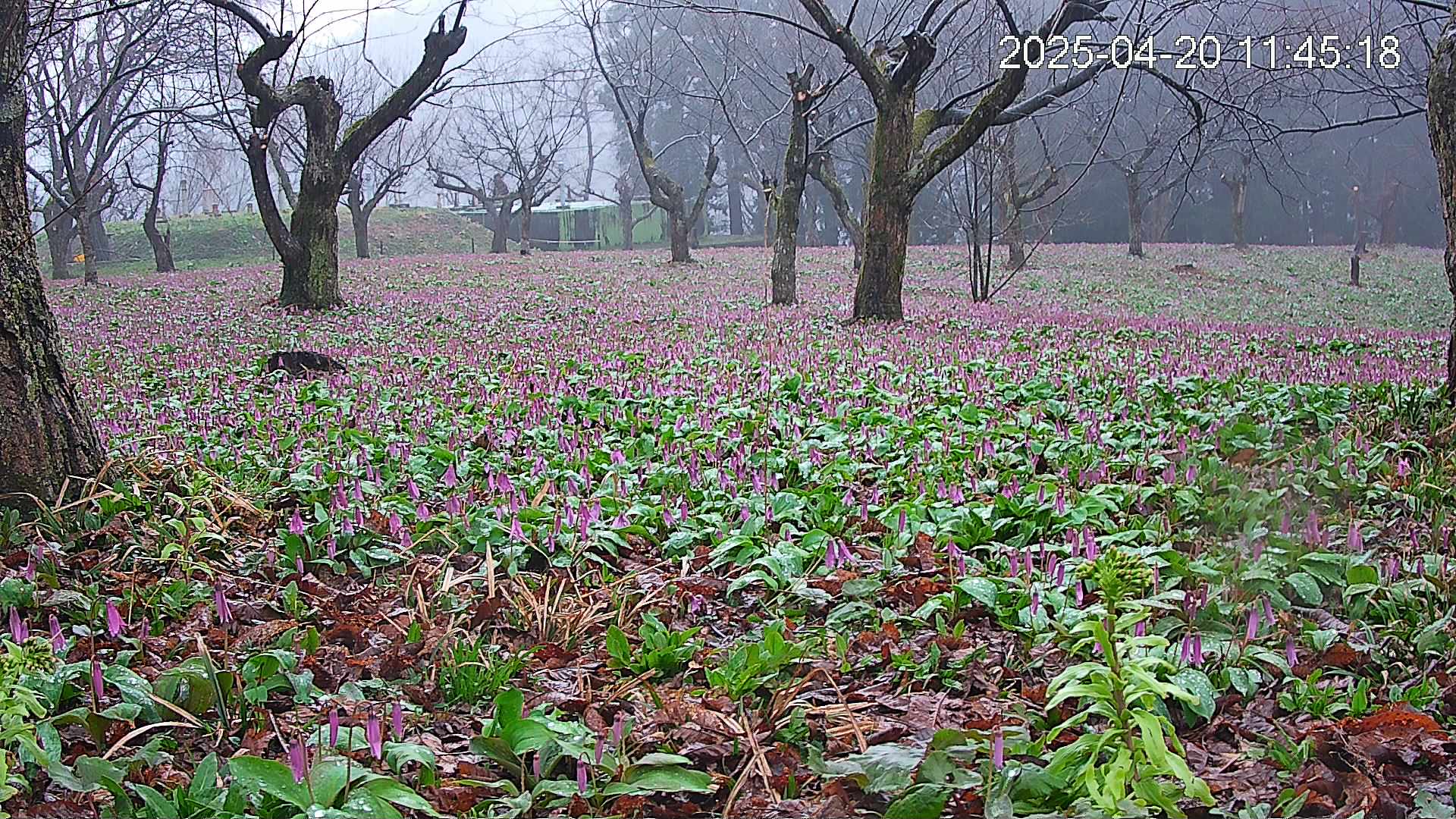 katakuri1-20250420114620.jpg