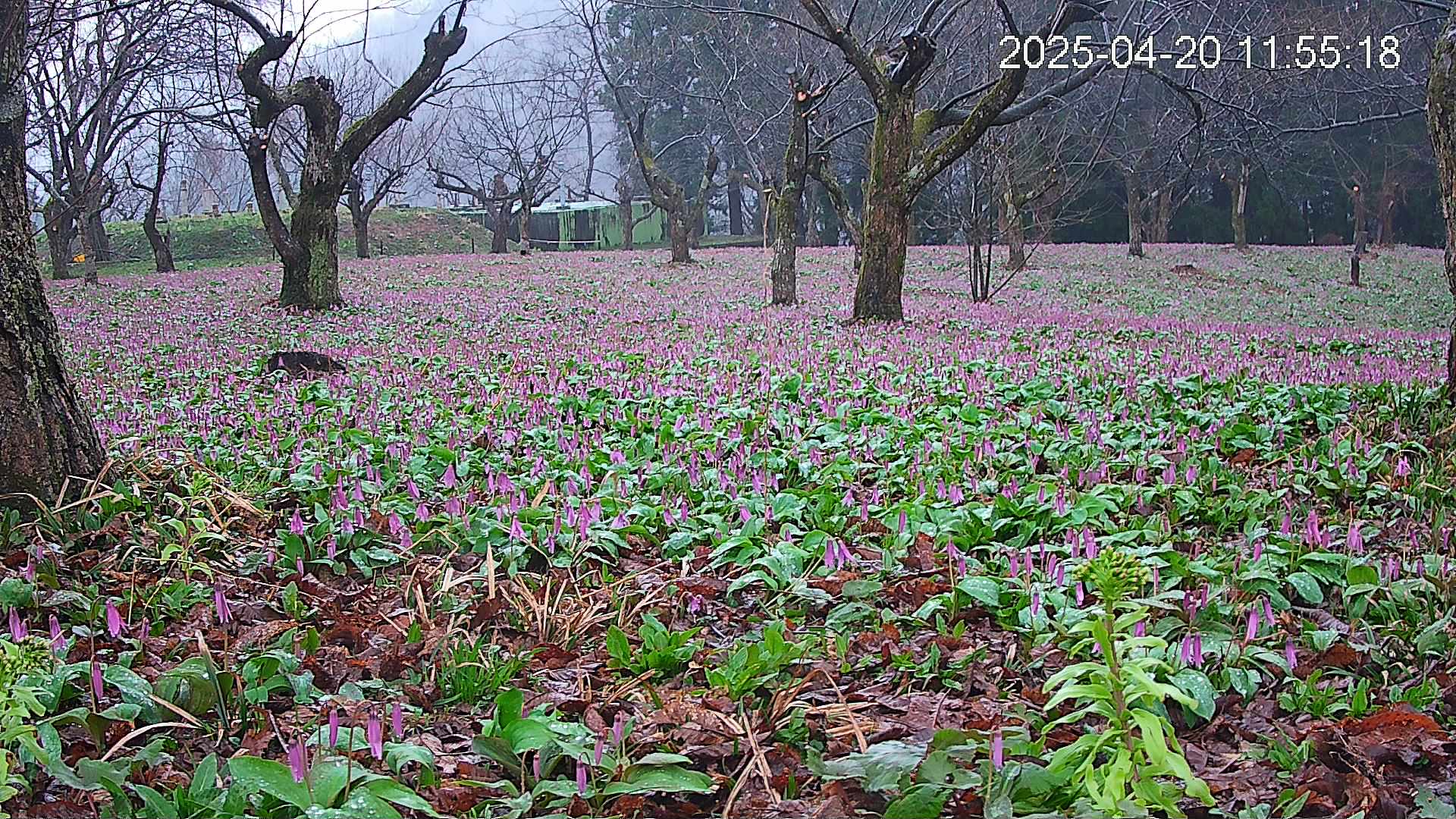katakuri1-20250420115622.jpg