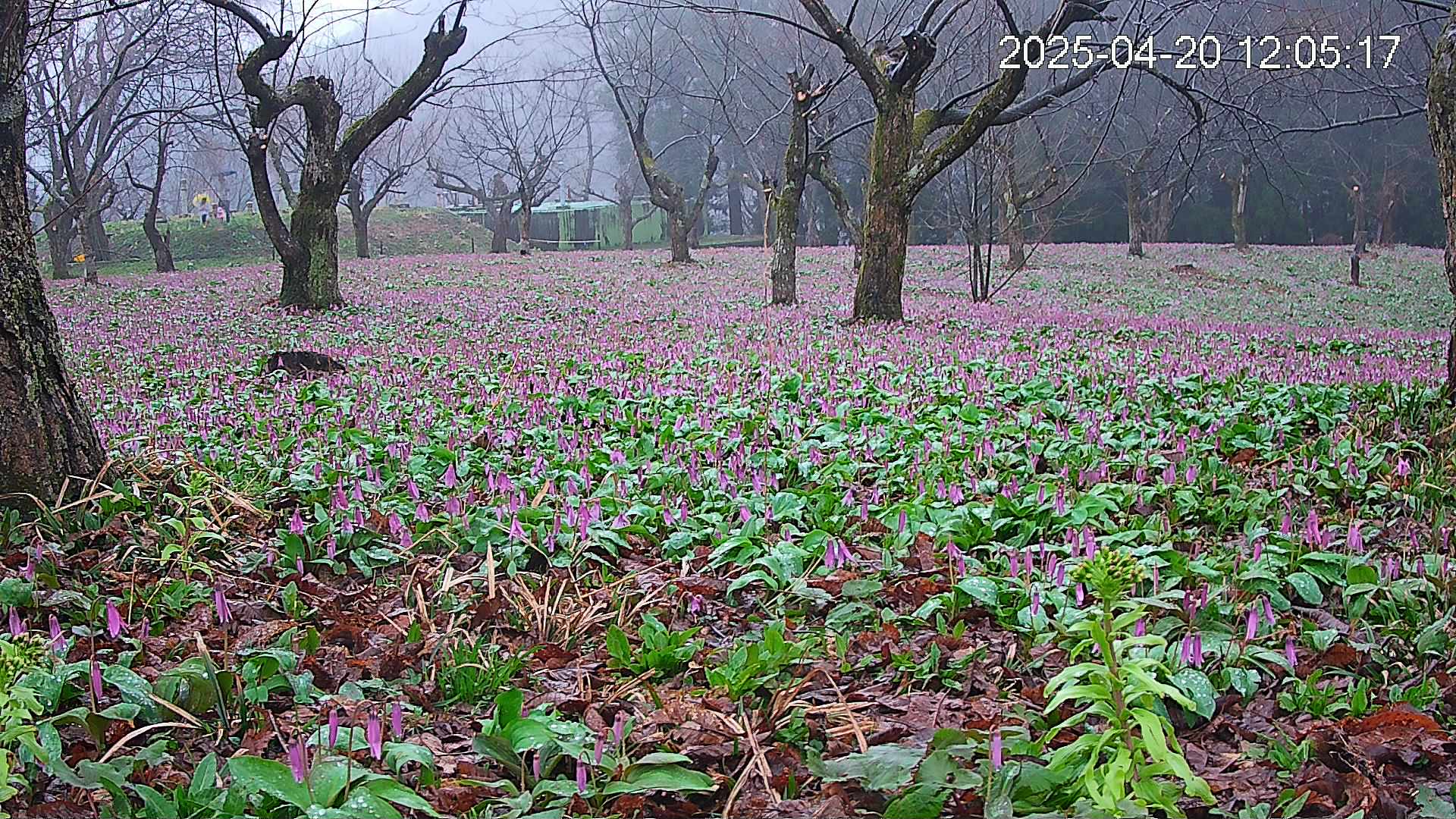 katakuri1-20250420120619.jpg