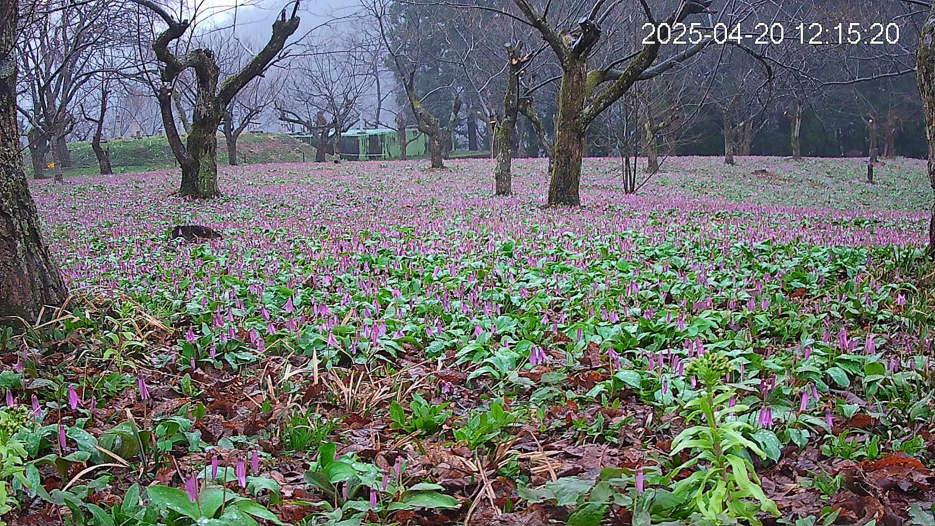 katakuri1-20250420121622.jpg