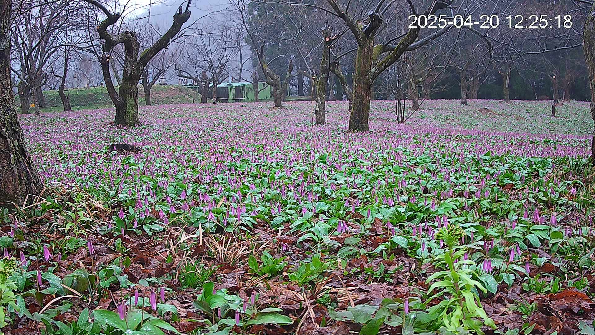 katakuri1-20250420122621.jpg