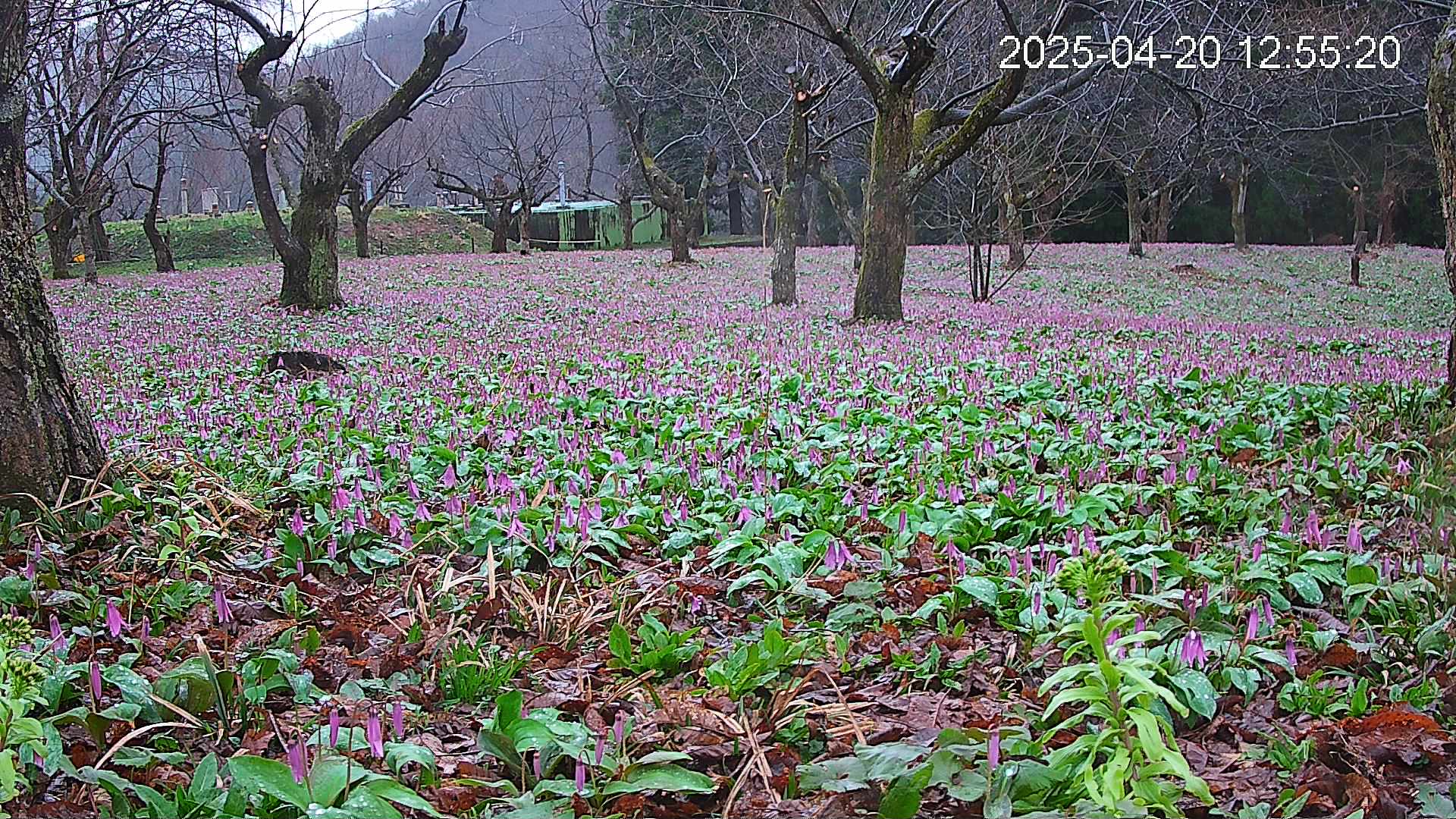 katakuri1-20250420125623.jpg