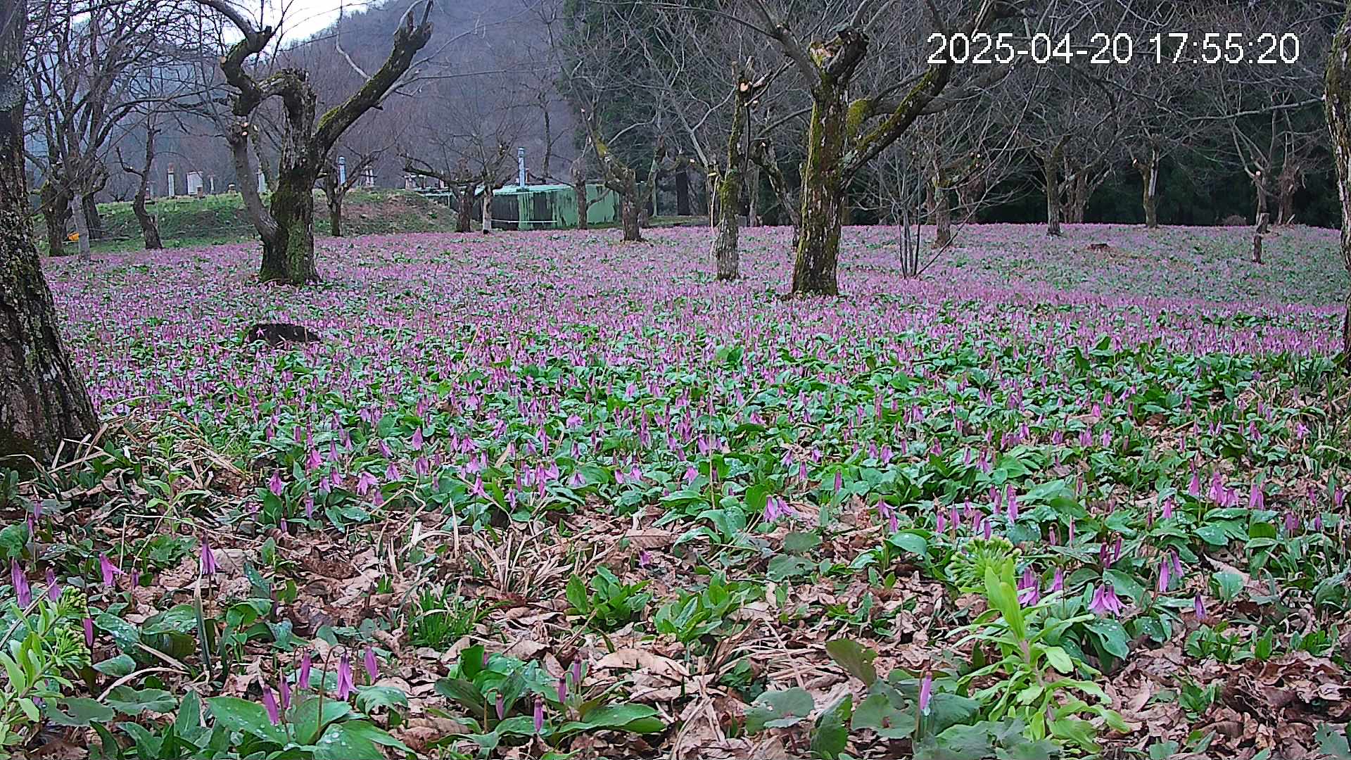 katakuri1-20250420175616.jpg
