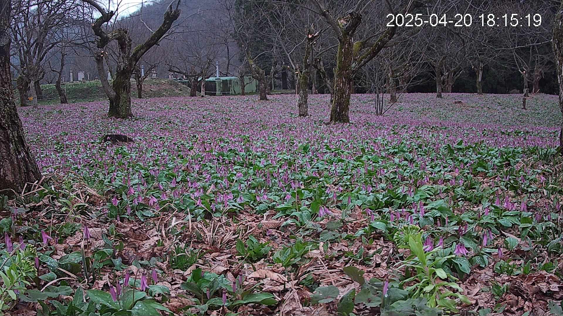 katakuri1-20250420181604.jpg