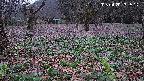katakuri1-20250420181604.jpg