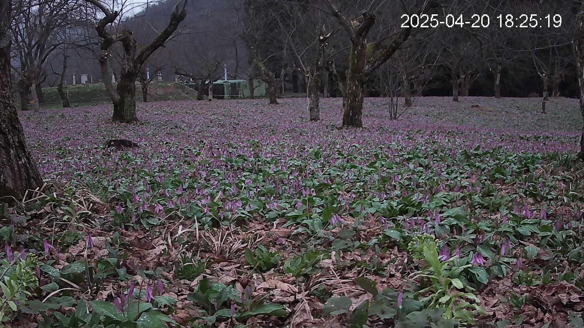katakuri1-20250420182554.jpg