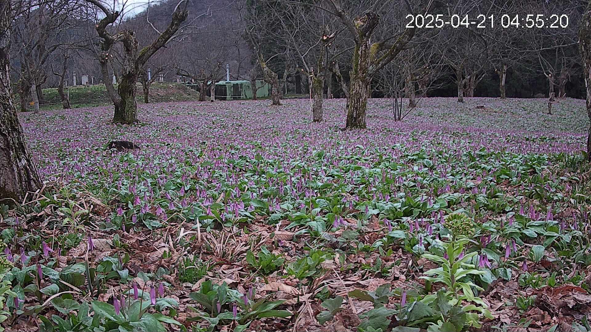 katakuri1-20250421045558.jpg