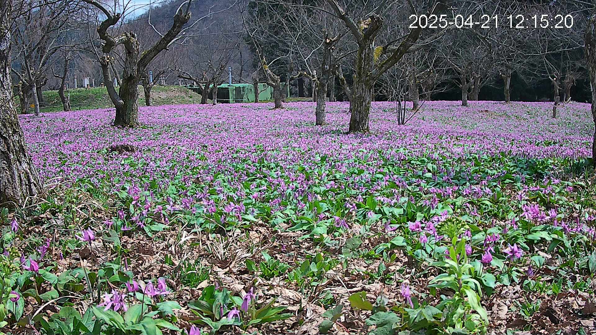 katakuri1-20250421121623.jpg