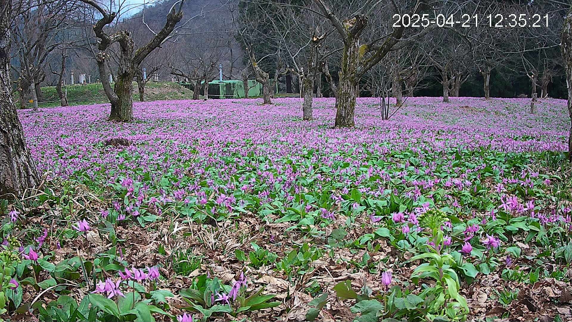 katakuri1-20250421123639.jpg